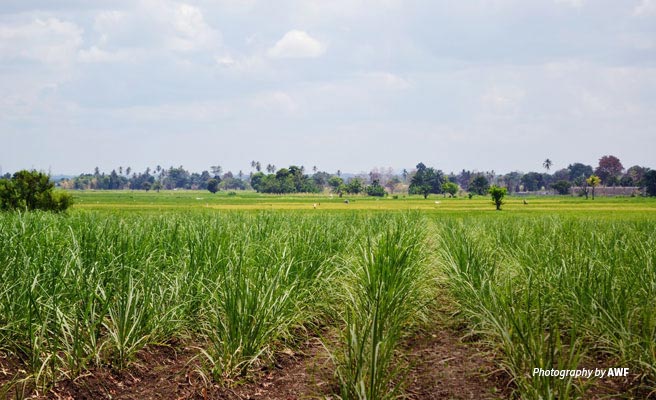 Photo of crop fields in Kilombero, Tanzania