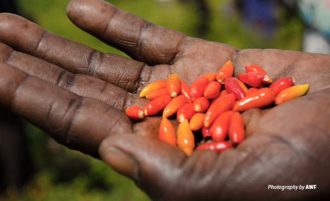 Close-up photo of chili peppers grown by rural farmers in Uganda to repel elephants