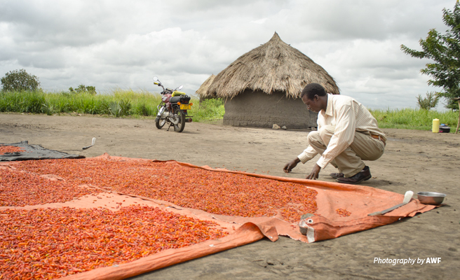 Photo of a farmer in Uganda surveying drying chilis after harvest