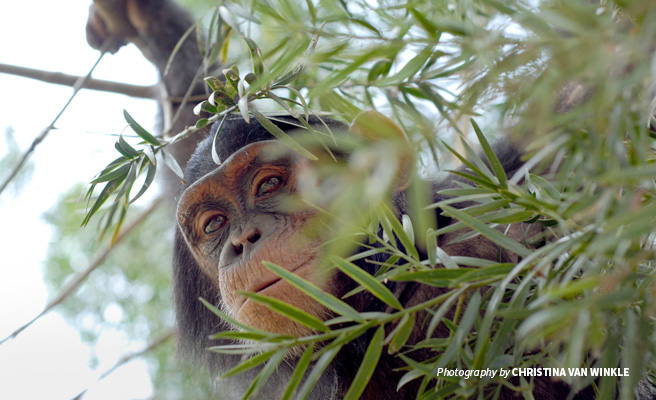 Close-up of lone chimpanzee in foliage