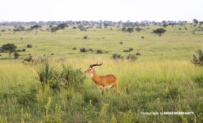 Photo of a lone Ugandan kob grazing in savanna grassland in Murchison Falls National Park near community-owned conservancy