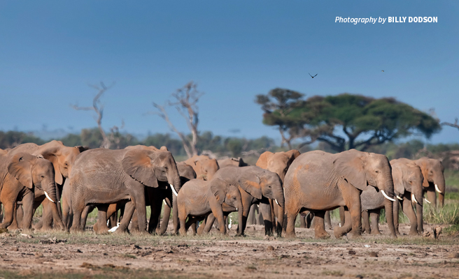 Photo of herd of elephants in Kilimanjaro landscape