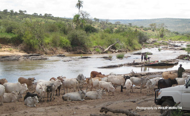 Pastoralist cattle grazing and people washing clothes at river in Samburu 