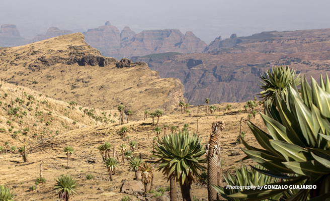 Photo of Simien Mountains National Park vegetation and cliffs in background