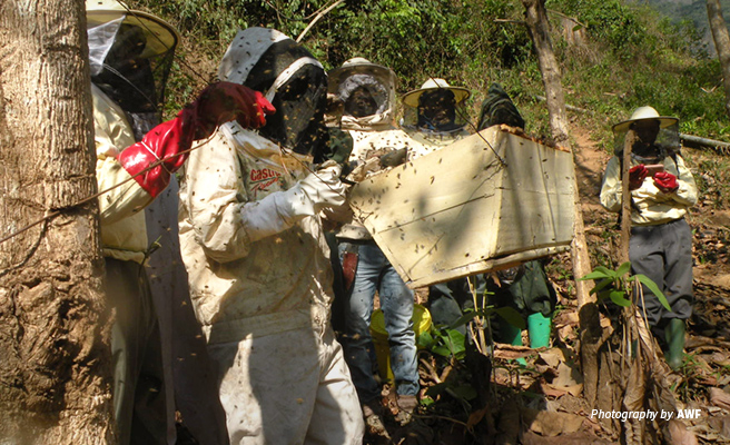 Photo of farmer groups in southern Tanzania inspecting beehives on fence outside forest