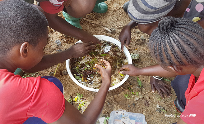 Close-up aerial photo of water-users looking for small invertebrates in a sample of river water Close-up aerial photo of water-users looking for small invertebrates in a sample of river water
