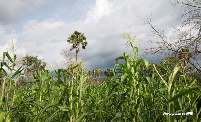 Photo of maize field with palm trees in the background