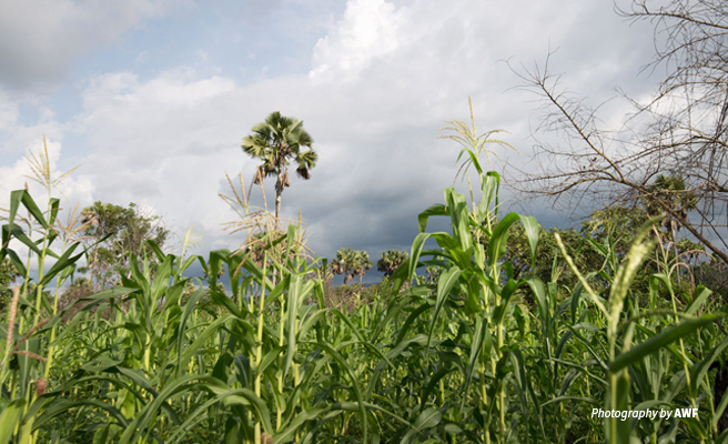 Photo of maize field with palm trees in the background Photo of maize field with palm trees in the background