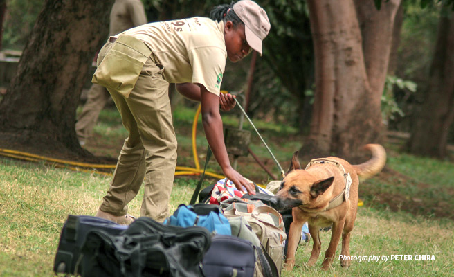 Photo of AWF-trained canine detection unit demonstrating luggage check