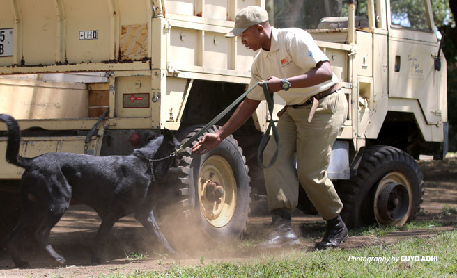 Photo of sniffer dog and handler team demonstrating ivory detection on vehicle Photo of sniffer dog and handler team demonstrating ivory detection on vehicle