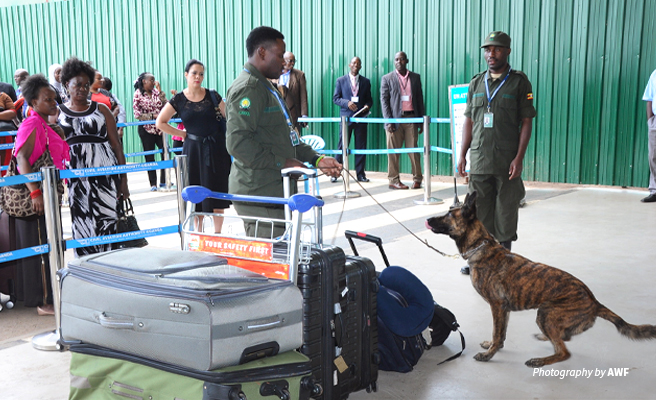 Photo of AWF-trained canine detection unit searching luggage at Entebbe International Airport Photo of AWF-trained canine detection unit searching luggage at Entebbe International Airport