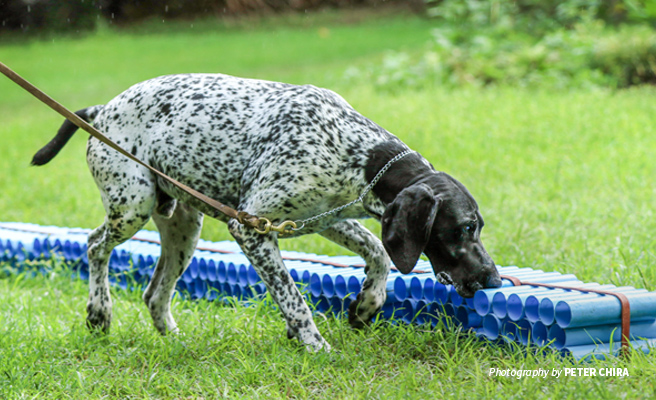 Photo of AWF-trained sniffer dog demonstrating how illegal wildlife products are found