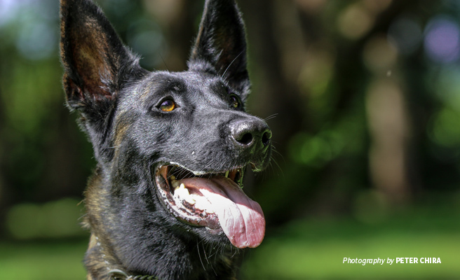 Close-up of a sniffer dog trained for the AWF Canine for Conservation Program Close-up of a sniffer dog trained for the AWF Canine for Conservation Program