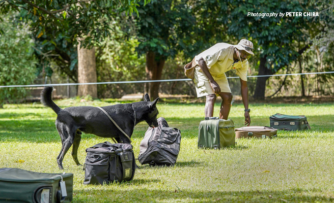 Photo of AWF-trained conservation sniffer dogs demonstrating ivory detection routine Photo of AWF-trained conservation sniffer dogs demonstrating ivory detection routine