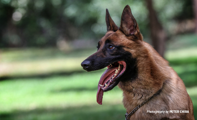 Close-up photo of AWF-trained Canines for Conservation sniffer dog