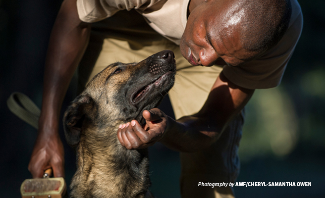 Close-up photo of AWF-trained wildlife detection sniffer dog and expert dog handler