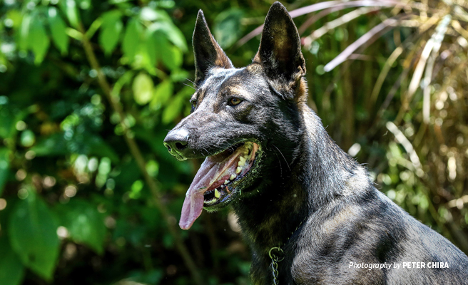 Close-up photo of wildlife sniffer dog trained by AWF's expert Canine Detection Unit