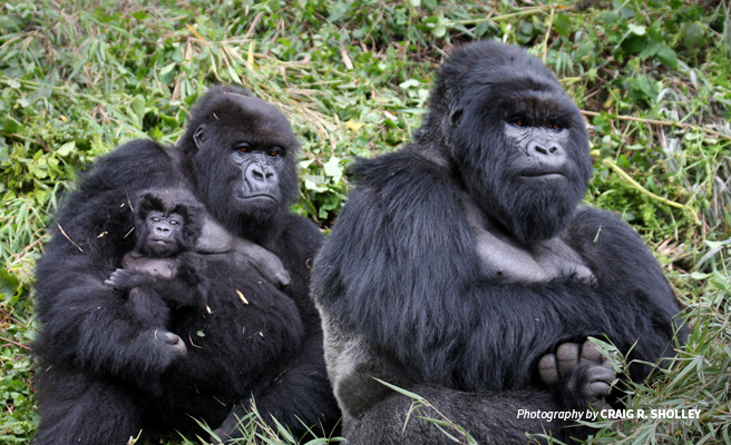 Photo of mountain gorilla family in Volcanoes National Park forest