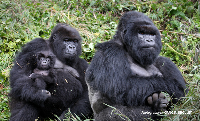 Photo of mountain gorilla family in Volcanoes National Park forest Photo of mountain gorilla family in Volcanoes National Park forest