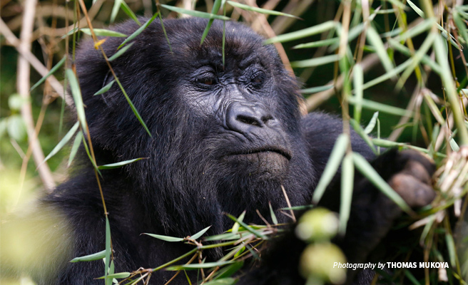 Close-up photo of mountain gorilla spotted during trek in forest Close-up photo of mountain gorilla spotted during trek in forest