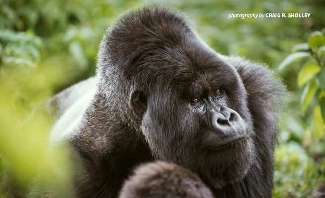 Close-up photo of silverback mountain gorilla in Volcanoes National Park in Rwanda Close-up photo of silverback mountain gorilla in Volcanoes National Park in Rwanda