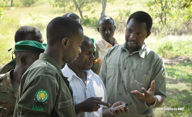 Photo of AWF staff training rangers Uganda Wildlife Authority on CyberTracker/SMART monitoring