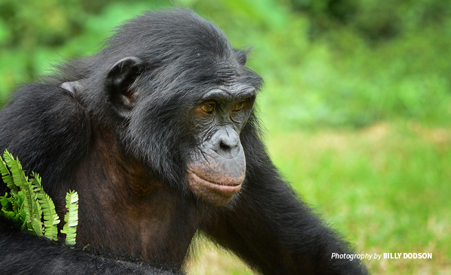 Close-up photo of bonobo in DRC Close-up photo of bonobo in DRC