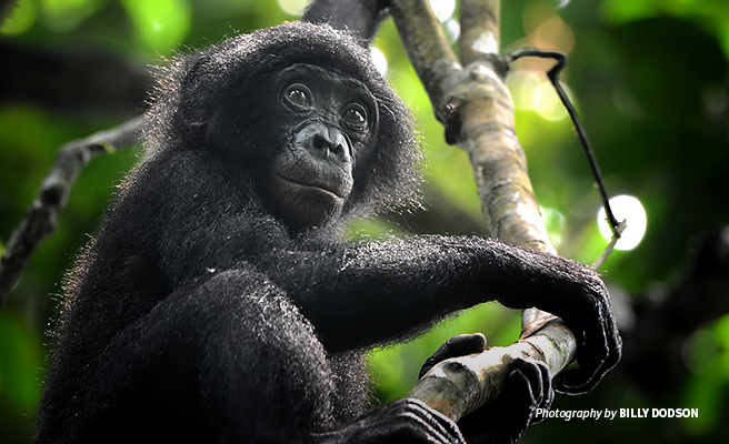 Photo of young bonobo sitting on a tree branch in DRC forest