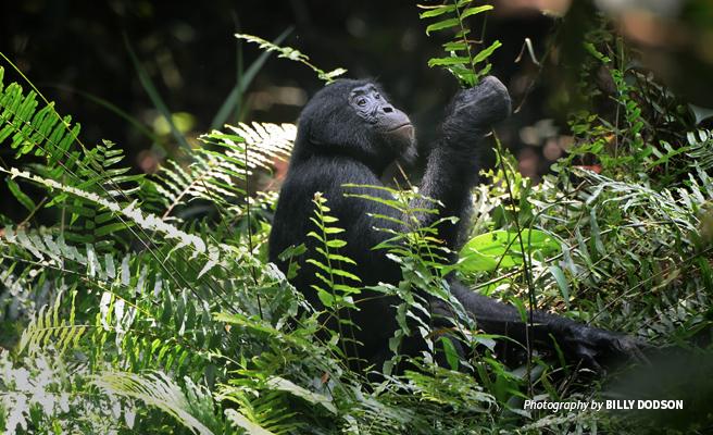 Photo of young lone bonobo in foliage