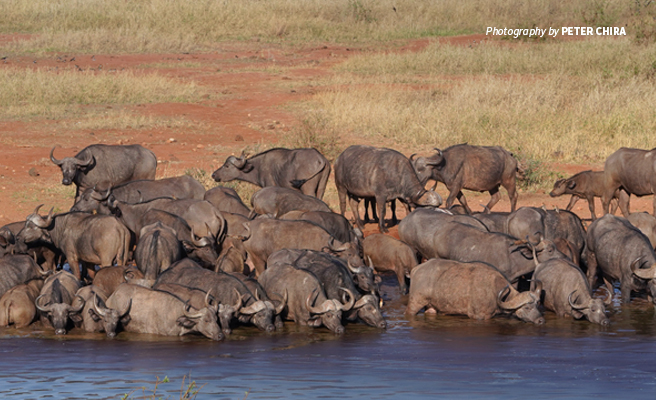 Photo of large herd of buffalo at water hole in Tsavo conservation area in Kenya