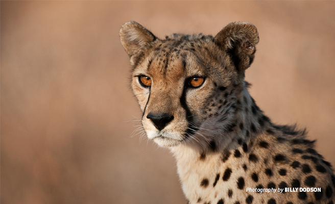 Close-up photo of young male cheetah at sunset 