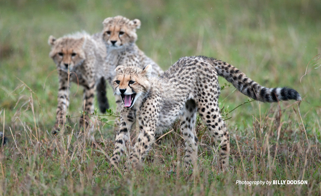 Photo of three juvenile cheetahs in African savannah grassland Photo of three juvenile cheetahs in African savannah grassland