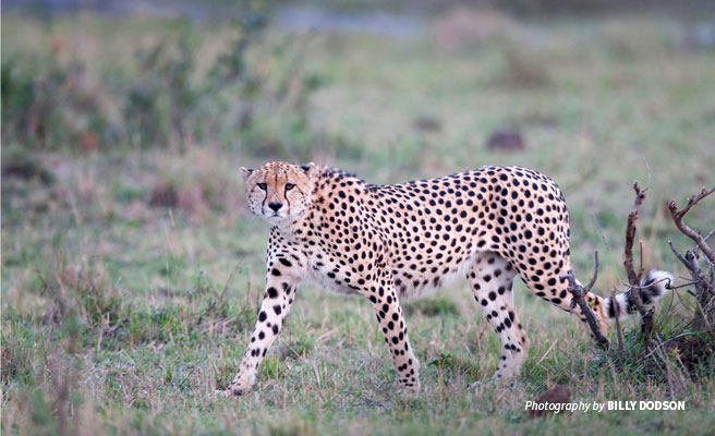 Full portrait of cheetah on the prowl Full portrait of cheetah on the prowl