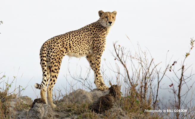Photo of lone adult cheetah standing in savanna grassland
