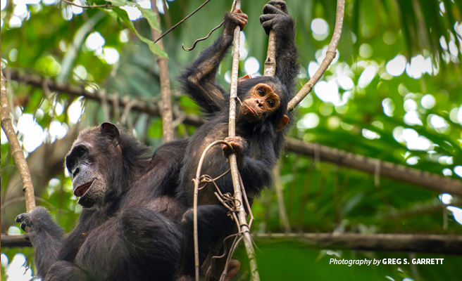 Photo of baby chimpanzee with adult sitting on a branch in African tropical forest