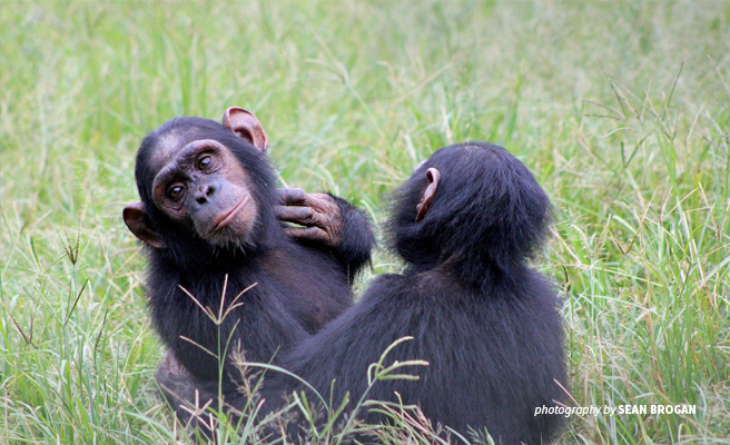 Photo of young chimpanzees at Sanaga-Yong Chimpanzee Rescue in eastern Cameroon