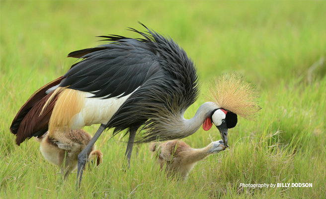 Photo of a crested crane and two chicks in a grassland