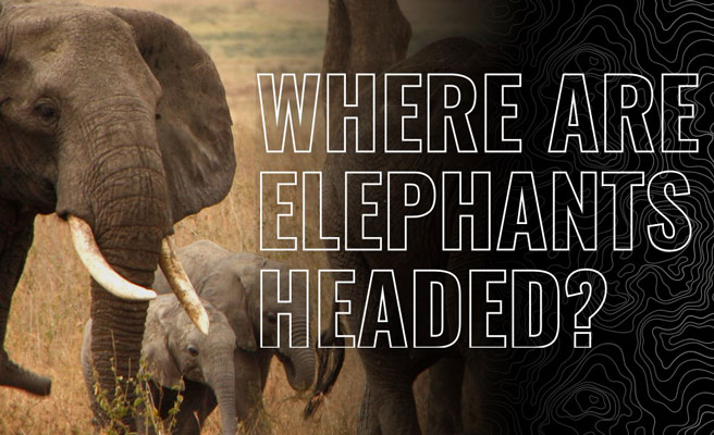 Herd of elephants graphic asking where the species is headed 