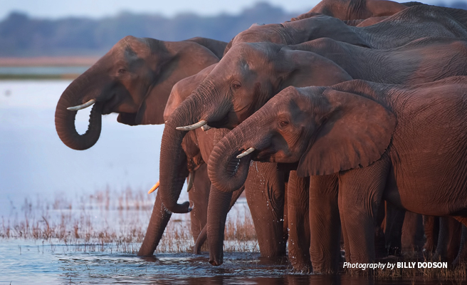 Photo of a herd of African elephants drinking at a watering hole in Botswana