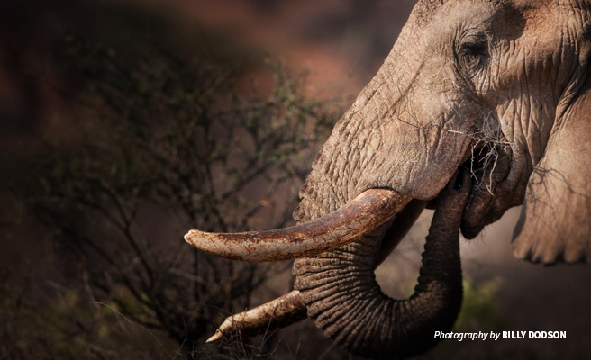 Elephant  African Wildlife Foundation