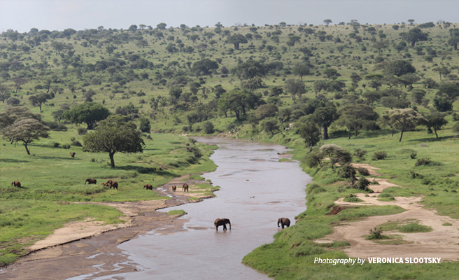 Photo of a herd of African elephants grazing along river bed in Tanzania