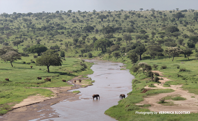 Photo of a herd of African elephants grazing along river bed in Tanzania Photo of a herd of African elephants grazing along river bed in Tanzania