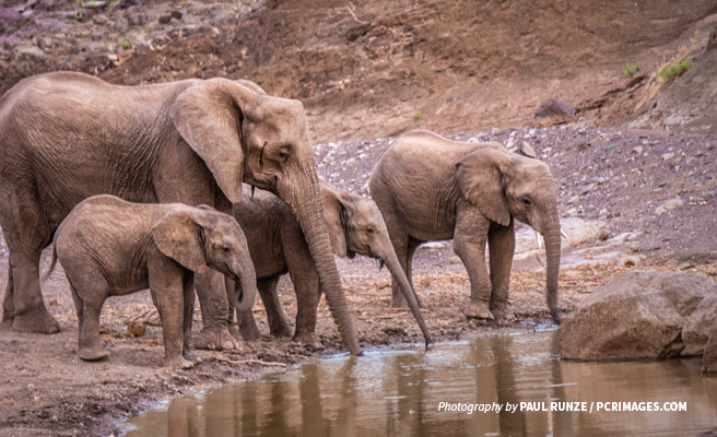 Photo of elephant family drinking water a small water hole in the savanna
