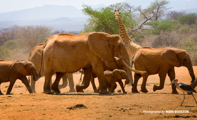 Herd of African elephants, giraffe and marabou stork walking in dry Tsavo landscape