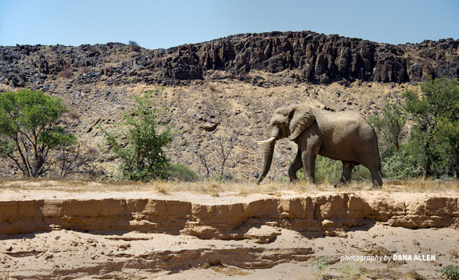 Photo of lone desert elephant walking across rugged landscape in northwest Namibia