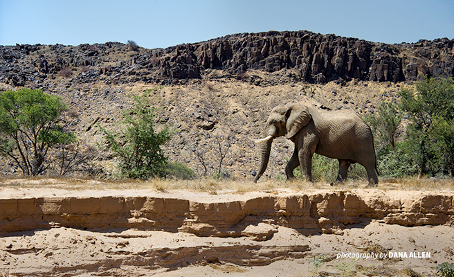 Photo of lone desert elephant walking across rugged landscape in northwest Namibia Photo of lone desert elephant walking across rugged landscape in northwest Namibia