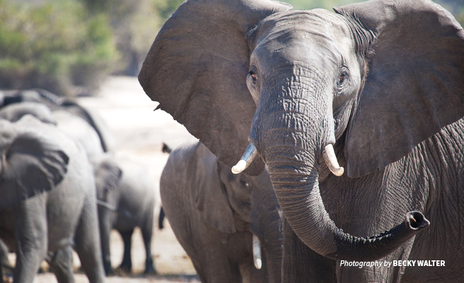 Close-up photo of adult elephant amongst herd of elephants in Botswana