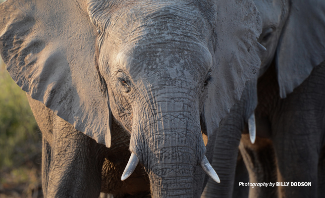 Close-up photo of young elephant in Chobe National Park, Botswana Close-up photo of young elephant in Chobe National Park, Botswana