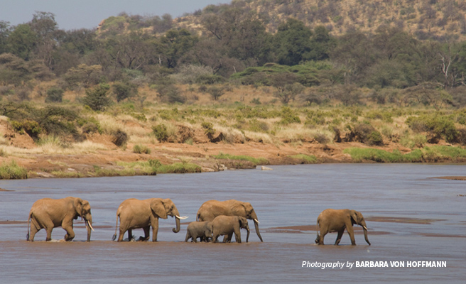 Photo of a small herd of elephants crossing a river in the dry Samburu landscape