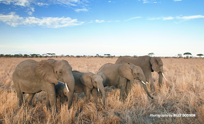 Photo of a small herd of African elephants in open savanna grassland landscape in East Africa